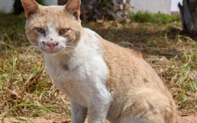 SM016_dsc1511 SM016_dsc1511