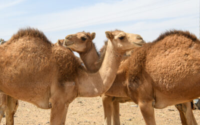 SM022_dsc6148 SM022_dsc6148