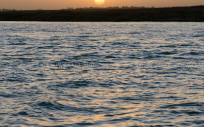 323422983_560355775629159_4756450890224081613_n 323422983_560355775629159_4756450890224081613_n