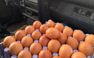 339557078_1253196325628570_4237491006951136962_n 339557078_1253196325628570_4237491006951136962_n